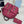 Pra Classic Large Backpack Red Nylon 267172