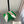 BV Vesta Mule Pumps 4cm White Leather 929506