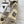 CC 26S Hooded Puffer Jacket 435304