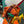 HM BRIDE-A-BRACE 21 ORANGE CANVAS