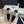 espadrilles white lambskin black velvet