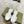 gg ace sneaker white calfskin with bee