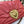 large devotion 26 shouder bag burgundy cafskin