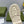 GG PLATFORM PERFORATED G SANDAL CREAM IP FOAM