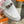 0Z MULE WHITE CALFSKIN WITH PINK PATTERN