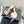cc high heel 85 mule beige black lambskin