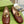 BLONDIE LOGO-PLAQUE LOAFERS IN SYRUP BROWN CALFSKIN
