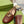 BLONDIE LOGO-PLAQUE LOAFERS IN SYRUP BROWN CALFSKIN