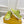 FENDI TRAINER SNEAKER IN YELLOWISH GREEN LAMBSKIN