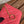 cc zipped wallet 14cm light red caviar gold hardware