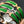 H Pig Nose Green Bracelet