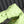 bv teen jodie 36cm light green lambskin