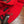 SET SCARF AND HAT IN CHERRY RED WOOL AND CASHMERE 945029