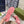 GG ACE GG SUPREME TRAINER BRIGHT PINK CALFSKIN