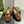 Blondie logo plaque loafers in bronze brown suede with gold hardware
