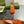 BLONDIE LOGO-PLAQUE LOAFERS IN TIGER ORANGE SUEDE