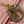 MISS CD TOP HANDLE 24CM PINK LAMBSKIN