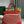 SAIGON SOUPLE BAG 34 IN PERSIAN RED GOYARDINE CANVAS AND CALFSKIN