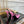 GG SIGNORIA SLINGBACK PUMP TAFFY LAMBSKIN
