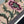 CD Floral Pollen 24 Lady Dior Bag Canvas 336648