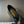 CC 25SS Bow Flat Shoes Black Sheepskin Frabic 530675