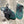 PRA 26S Mule Sneaker Teal Green Suede Canvas