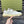 GG WHITE BROWN DISTRESSED EFFECT