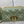 MEDIUM CARO BAG 25 GREEN MACROCANNAGE CALFSKIN