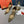 CL Maia Labella 100mm Pumps Strass and Speccchio Leather Gold