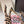 DG Rainbow Slingbacks Leopard Printed Patent Leather 663076