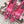 DG Pumps Crystals 9cm Hot Pink Taormina Lace 663083