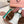 LP 25C Summer Charms Mules 55MM Brown Suede 215029