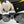 CC CH6314 Metal Sunglasses 189367