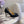 CL Irishell 85 Studded d'Orsay Pumps Black Suede 177126