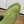 LP Open Walk Chukka Boot Green Suede Lamb Fur