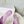 Manolo Mules 7cm Purple Fabric Leather 528012