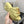 mule sandal 95 lime quilted waxed leather
