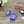 CC 25C Slippers Purple Fabric Material 212966