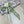 CD Twilly Mini Scarf 105cm Green Mulberry Silk 957051