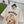 Gucci 25 Puppy Short-sleeved T-shirt Beige Brown Cotton
