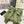 RIBBON BOW HAIR CLIP IN OLIVE GREEN RE-NYLON ATTACHED PEARL 358261