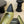 CC 26ss Pump Black Olive Lambskin 835698