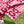 SCARF 220 CM IN BRIGHT PINK MIX WHITE WOOL 401164