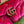 GG MARMONT MEDIUM 26 BAG IN BRIGHT PINK VELVET