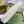JACKIE MEDIUM SHOULDER BAG 35 IN WHITE CALFSKIN GOLD HARDWARE