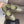 CC 26s Flat Mary Jane Olive Sheepskin 995830
