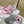 Balenciaga Sneaker Mesh Lace-up Light Pink Fabric 534184
