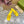 WOMEN'S INTERLOCKING G SLIDE SANDAL LEMON CANVAS