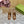 GG SANDAL WITH PLATFORM AND CLAMP CARAMEL LAMBSKIN