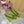 BALLET FLAT IN OLIVE GREEN SUEDE WITH